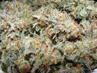 Frosty Strawberry Cough indica 5-2011