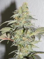 Strawberry Cough 1-2011 026