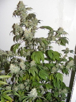 Strawberry Cough 1-2011 036