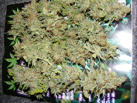 Strawberry Cough 11-2010 -039