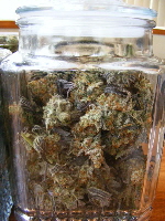 Querkle Jar 022