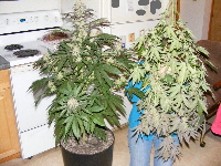 Qush-Harvest time! Pheno 2 in the pot 2012_06040039-2