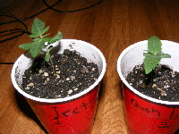 Qush plants 1 & 2 1-22-12