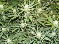 25. SpaceDawg_pheno_2 2012_1203 11