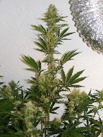 26. SpaceDawg_Pheno_ 1 2012_1203 14