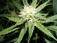 27. SpaceDawg_Pheno_2 2012_1203 15