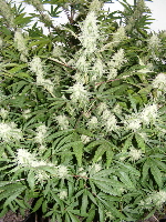 30. SpaceDawg_Pheno_2 2012_12130009