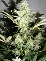 32. SpaceDawg_Pheno_2 2012_12130013