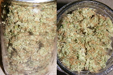 36. SpaceDawg Pheno 2 in the jar
