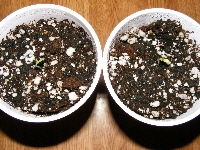 4. Sprouts Space Dawg 2012_07100051